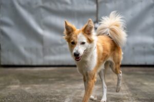 En islandsk fårehund løber foran en grå baggrund med et glad udtryk og lysebrun og hvid pels.