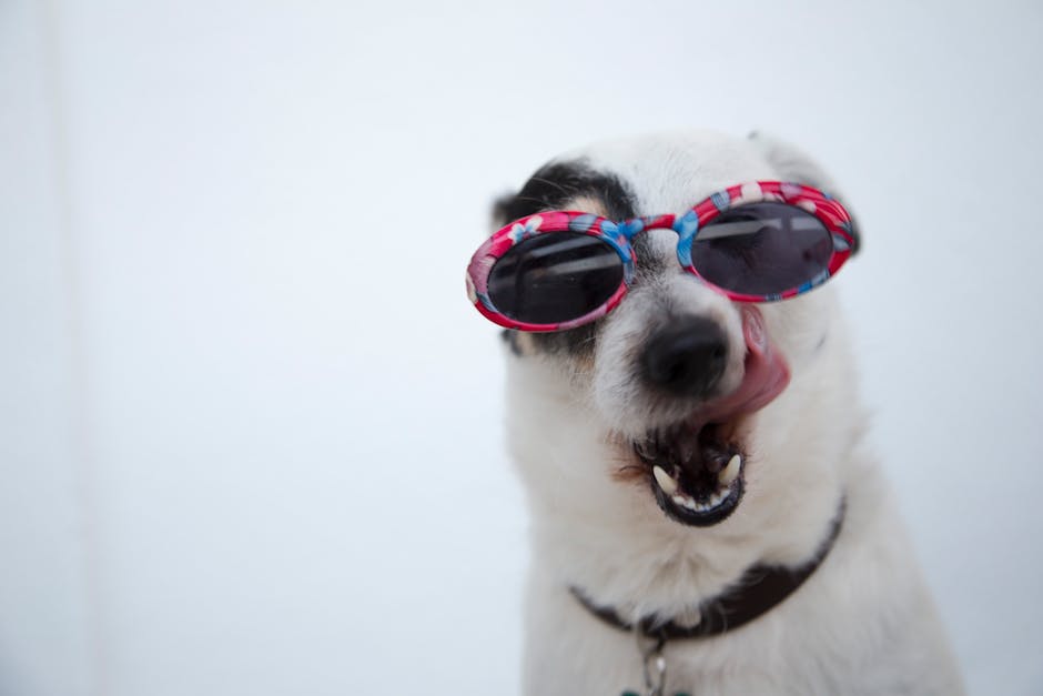 En Jack Russell terrier iført farverige solbriller, der stikker tungen ud og ser glad ud, mod en neutral baggrund.