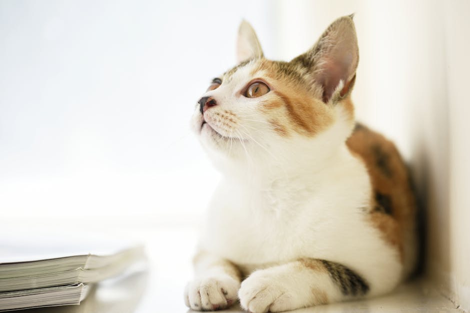 En calico kat ligger afslappet på en overflade med fokus rettet opad, dens pels har orange, sort og hvidt mønster og det naturlige lys fremhæver dens store, nysgerrige øjne.