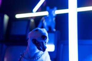En glad hund med hængende tunge står foran en baggrund med blå neonlys og en dekoreret hundeskulptur i baggrunden