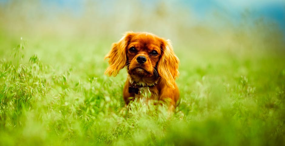 En lille, brunt King Charles Spaniel hund sidder i en grøn eng med bløde græsstrå omkring sig hunden ser op med et venligt udtryk.