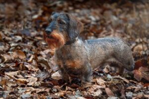 En lille hund står på et underlag af visne blade i en skov med sin pels der har nuancer af brun og grå samt en bushy hale