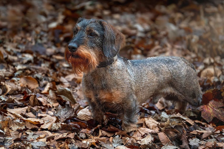 En lille hund står på et underlag af visne blade i en skov med sin pels der har nuancer af brun og grå samt en bushy hale