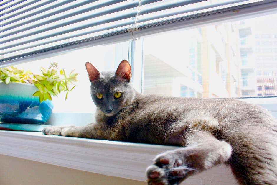 En grå kat ligger afslappet på en vindueskarm med fødderne strakt ud og kigger op mod kameraet mens en plante står i en blå potte i nærheden og sollys strømmer ind gennem vinduet