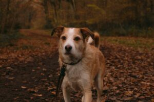 En kromfohrländerhund står på en grussti omgivet af høstfarvede blade i en skov. Hundens pels er lys brun og hvid, og den har et opmærksomt udtryk. Træer i baggrunden giver en hyggelig efterårsstemning.