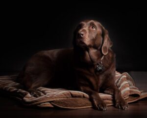 En chokoladebrun labrador retriever ligger på en stribet hundeseng med et venligt og nysgerrigt udtryk mens den ser op mod lyset i et mørkt rum.