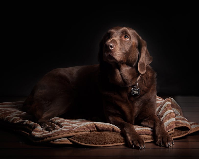 En chokoladebrun labrador retriever ligger på en stribet hundeseng med et venligt og nysgerrigt udtryk mens den ser op mod lyset i et mørkt rum.