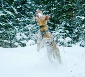 Lakeland terrier i sneen, der hopper op i luften for at fange en snedrive, med frodige grønne træer i baggrunden.