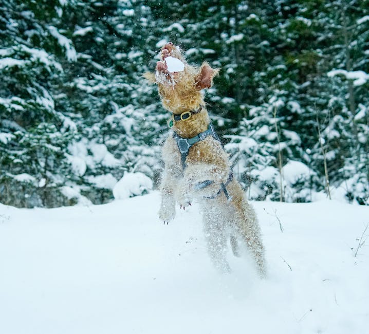 Lakeland terrier i sneen, der hopper op i luften for at fange en snedrive, med frodige grønne træer i baggrunden.
