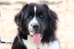 En nærbillede af en Landseer hund med sort og hvid pels som står på en sandstrand med tungen hængende ud af munden.