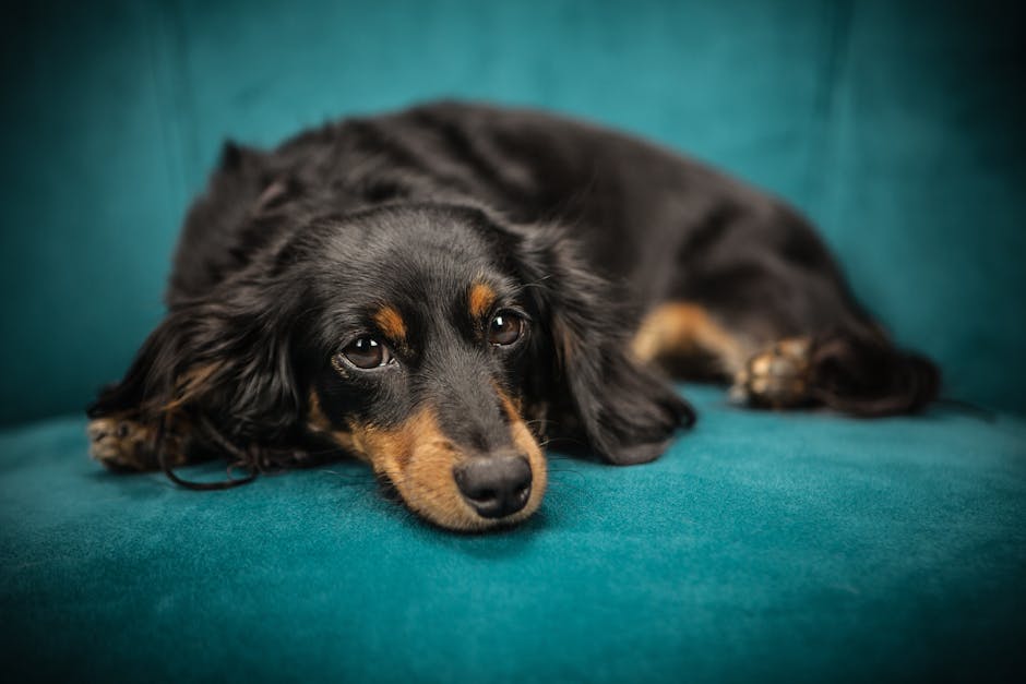 En sort og brun gravhund ligger afslappet på en blå sofa med et tankefuldt udtryk.