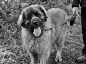 En leonberger hund med en snude i en mundkurv står på en grusvej, mens en person holder en snor. Hunden ser venlig ud med tungen hængende ud af munden og har en tyk pels, der fremstår lys i den sort-hvide billedkvalitet. I baggrunden ses grønne planter og græs.