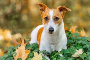 En lille hund med brun og hvid pels ligger blandt grønne blade og efterårsblade i en solbeskinnet skov. Hunden ser op med nysgerrige øjne.