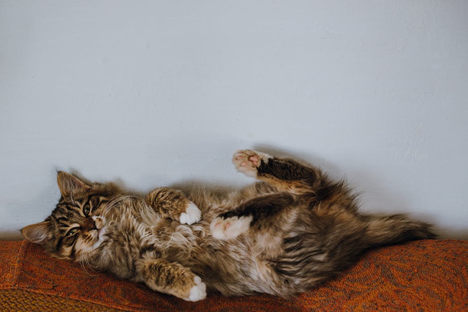 Maine coon kat ligger afslappet på en sofa med benene op i luften og ser uskyldig ud imod kameraet mens den stråler af pels i forskellige brune nuancer