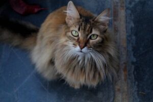 En tæt på billedet af en manx kat med en fyldig pels i brune og gyldne nuancer samt store grønne øjne der ser direkte op mod kameraet