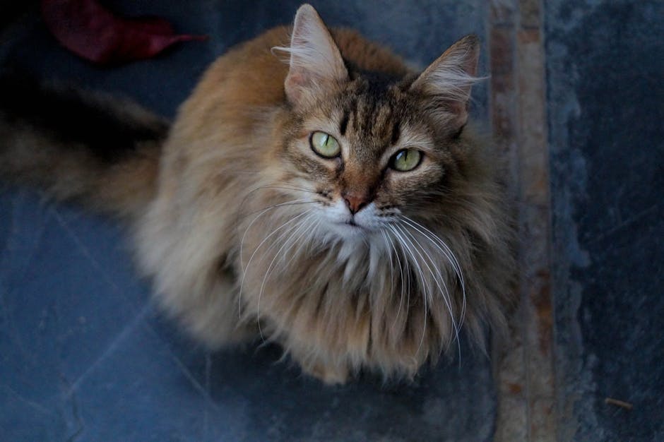 En tæt på billedet af en manx kat med en fyldig pels i brune og gyldne nuancer samt store grønne øjne der ser direkte op mod kameraet