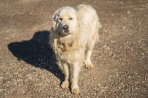 Hvid maremma hund står på en grusvej med et opmærksomt udtryk og let bølget pels i sollys