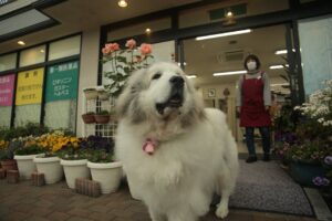 En stor, hvid hund står foran en blomsterbutik med farverige blomsterpotter og en kvinde i forklæde, der står i døren. Hundens pels er fluffy, og den har en pink snor. Blomsterne i baggrunden er i lyse farver, og der er skilte på vinduerne med tekst.