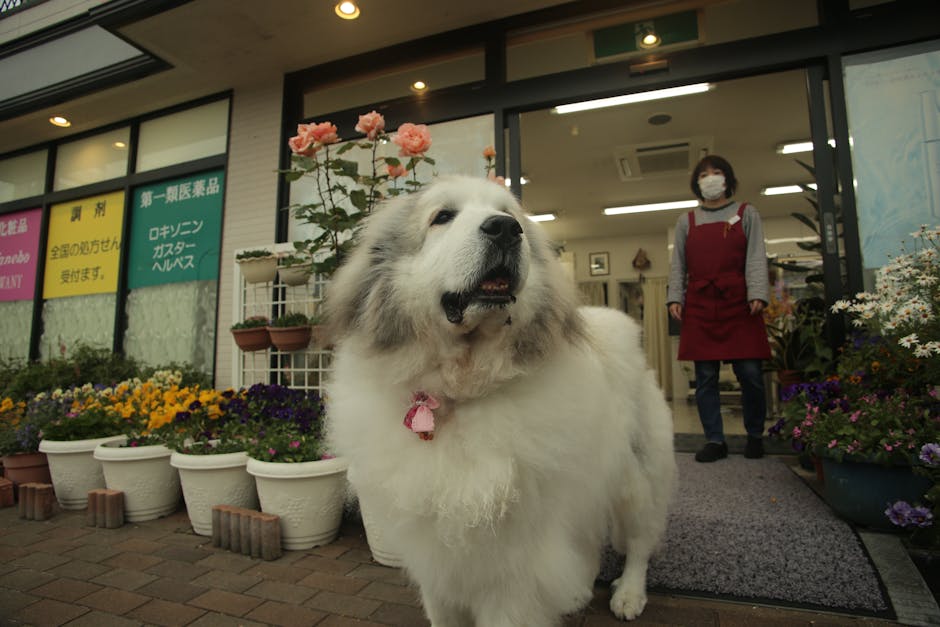 En stor, hvid hund står foran en blomsterbutik med farverige blomsterpotter og en kvinde i forklæde, der står i døren. Hundens pels er fluffy, og den har en pink snor. Blomsterne i baggrunden er i lyse farver, og der er skilte på vinduerne med tekst.