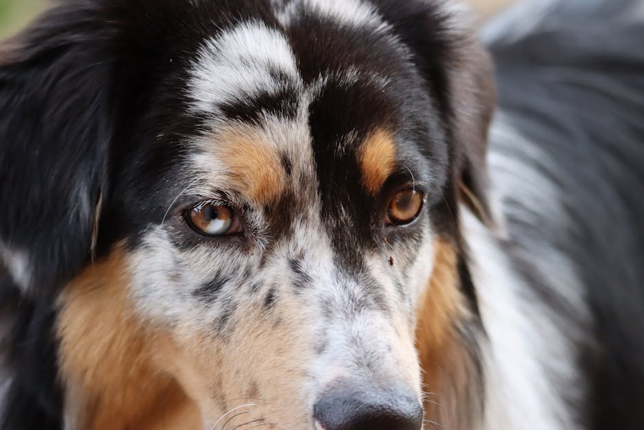 nærbillede af en miniature amerikansk hyrdehund med en pels der kombinerer sort, hvid og tan farver samt et udtryk der udstråler intelligens og venlighed