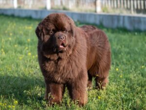 En stor og pelsfyldt hund af racen Newfoundland står på en grøn græsmark omgivet af blomster, med et venligt udtryk og let åben mund.