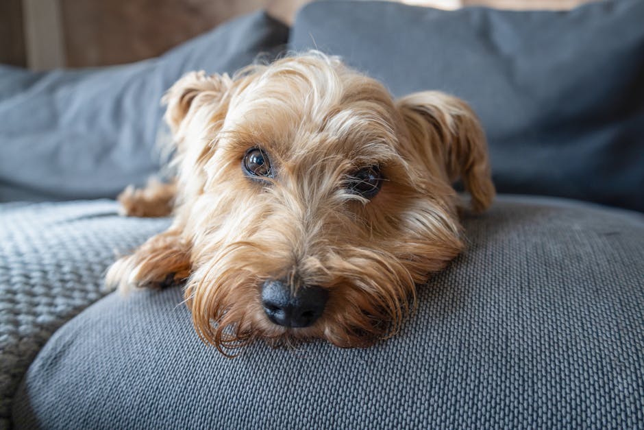 En norfolk terrier ligger afslappet på en blød sofa med et eftertænksomt udtryk i øjnene. Hunden har en fyldig, gyldenbrun pels og ser ud til at nyde sin tid indendørs.