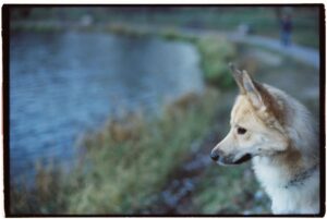 Et norsk buhund står ved kanten af en sø med krystalklart vand omgivet af græs og buske hundens opmærksomhed er rettet mod noget i det fjerne