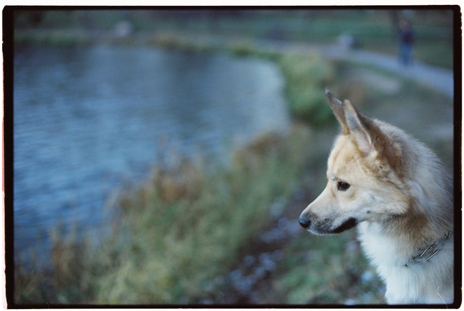 Et norsk buhund står ved kanten af en sø med krystalklart vand omgivet af græs og buske hundens opmærksomhed er rettet mod noget i det fjerne