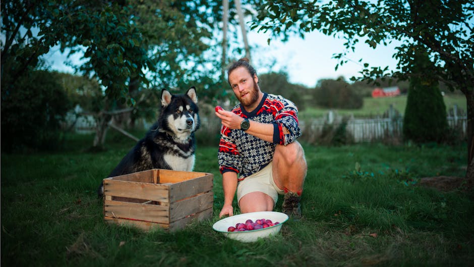 En mand knæler i en have og holder en skål med blommer, mens en norsk lundehund sidder ved siden af en trækasse i baggrunden omgiven af træer og en grønnere landskab.