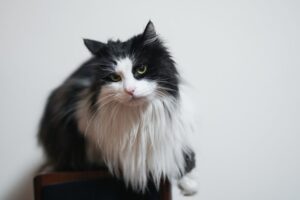 En sort-hvid kat med en lang pels sidder på en stol og ser mod kameraet med et nysgerrigt udtryk mod en lys baggrund