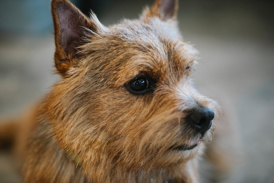 Nærbillede af en Norwich Terrier med brunt og gyldent pels og store, udtryksfulde øjne som sidder afslappet på en overflade