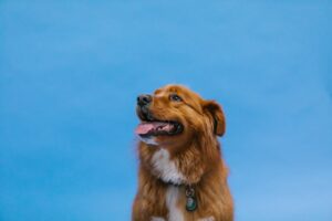En Nova Scotia Duck Tolling Retriever med en glad mine sidder foran en lys blå baggrund