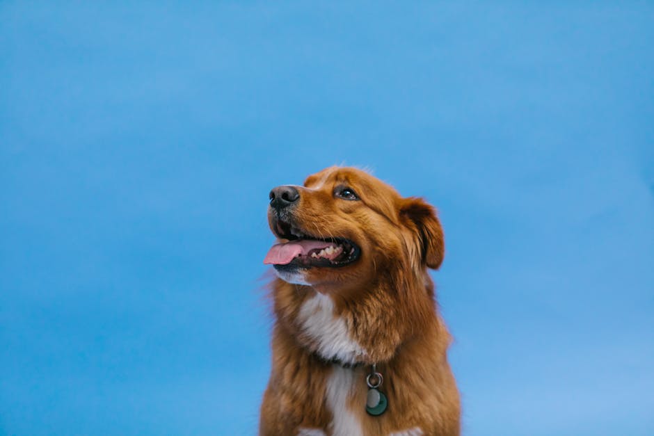 En Nova Scotia Duck Tolling Retriever med en glad mine sidder foran en lys blå baggrund