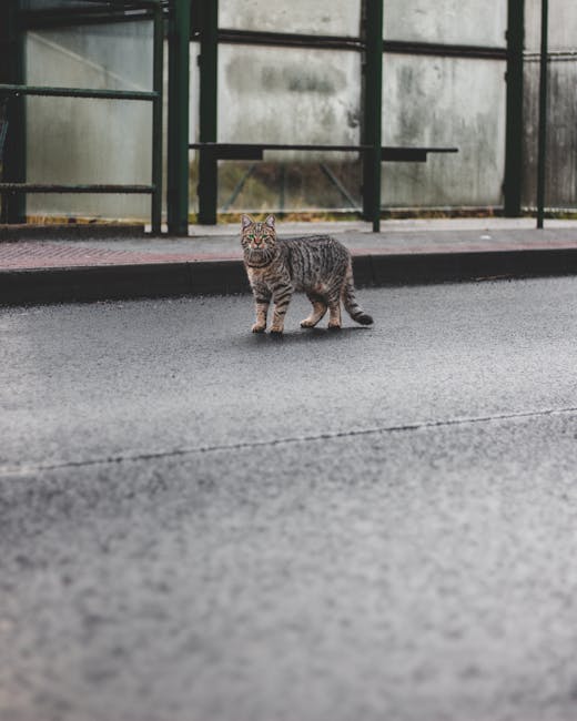 En ocicat står på en vej med grå asfalt og ser mod kameraet der er en busstoppested i baggrunden med en glasvæg og en bænk der er synlig