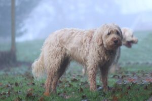En lys og krøllet hund står på en græsmark dækket af blade i en tåget morgenstemning mens en anden hund ses i baggrunden