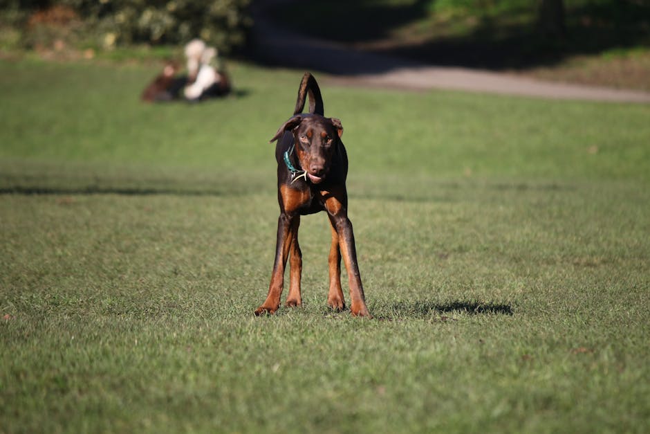 En oestrigsk pincher står på græsset med en opmærksom holdning og ser direkte ind i kameraet, mens en anden hund er sløret i baggrunden.