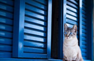 En kat med blå øjne sidder foran en åben vindueskarm med blå persienner i baggrunden