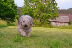 En gammel engelsk fårehund går hen over en grøn græsmark med træer i baggrunden og et hus i det fjerne. Hunden har langt, bølget pels der er grå og hvid, og den ser opmærksom ud.