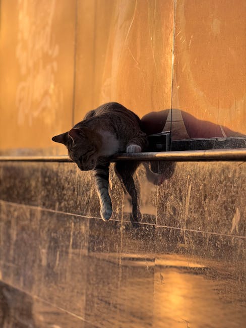 En grå kat hænger afslappet ned fra en metalkant med en glat overflade, mens sollyset skinner på den og kaster en varm glød over området. Katten ser ud til at nyde det stille øjeblik, omgivet af en lys og rolig atmosfære.