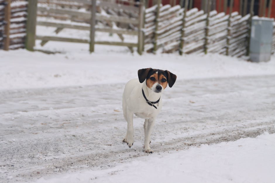 En parson russell terrier hund står på en snedækket vej med en baggrund af en træhegnet gård og bygninger i mørke farver det er en kold dag og hundens pels er ren hvid med sorte og brune pletter på hovedet