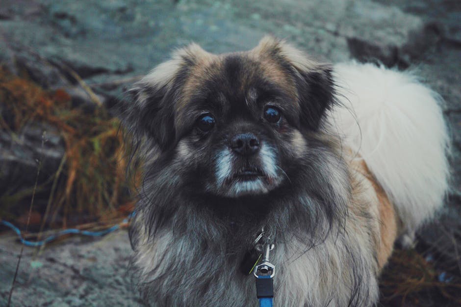 Pekingeserhund med en fyldig pels og store, mørke øjne står på en stenunderlag omgivet af natur