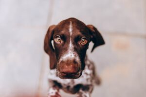 Et nært billede af en perdigueiro português med brune og hvide pletter, der kigger op med store, udtryksfulde øjne. Hunden sidder på en lys, struktureret overflade, der giver et blødt og venligt udtryk.