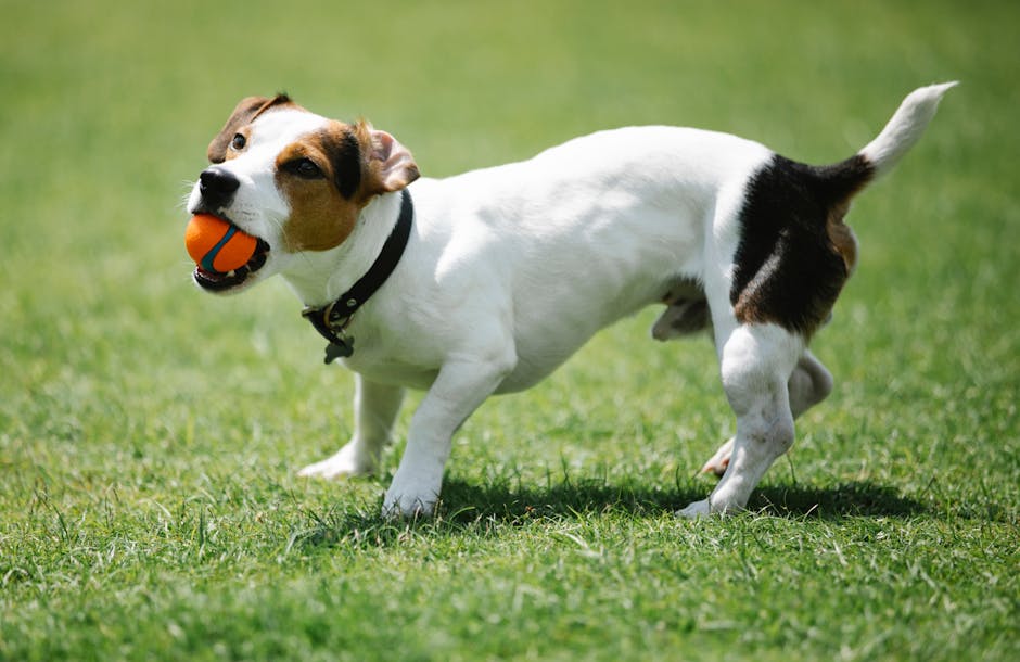 En glad hund med en orange bold i munden løber gennem en grøn græsplæne