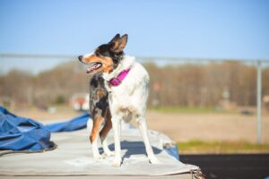 En glad hund med sort og hvid pels og en lilla sele står på en forhøjet overflade under en klar blå himmel. Hundens hale er høj og den ser opmærksom ud, mens den kigger ud over et åbent område med grønne græsarealer i baggrunden.