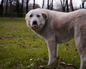 En lys hund står på en græsplæne med flere blade omkring sig hunden ser direkte ind i kameraet med tungen let ude hundens pels ser lidt pjusket ud og det er en overskyet dag med træer i baggrunden