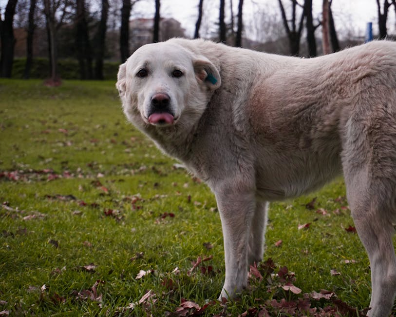 En hvid hund står i en grøn park med blade på jorden og ser mod kameraet mens den slikker sin næse
