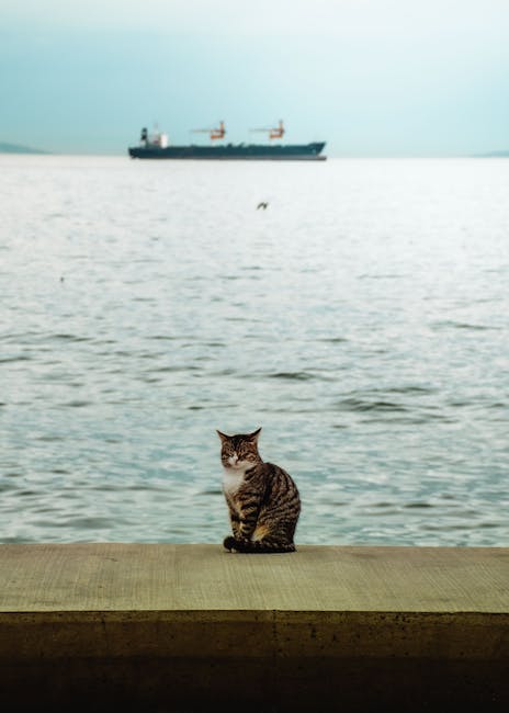 En kat sidder på en betonkant med udsigt over havet, mens et skib sejler i baggrunden under en grålig himmel