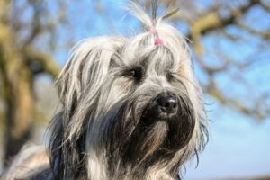 En petit gascon saintongeois hund med grå pels og en lille lyserød sløjfe i håret står oprejst mod en blå himmel med træer i baggrunden