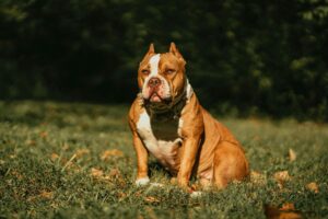 En brun og hvid hund, sandsynligvis en pitbull, sidder i grønt græs med efterårsblade omkring. Den ser opmærksom og rolig ud med et markant ansigt og kort hår. I baggrunden ses slørede grønne farver fra træer.