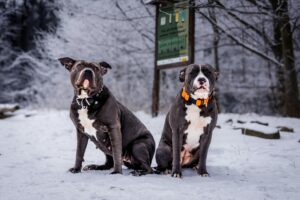 To hunde af racen american pit bull terrier sidder i sneen med et skilt i baggrunden der delvist kan ses de har mørkegrå pels og hvide pletter den til venstre bærer et sort halsbånd mens den til højre har en orange halsbånd deres udtryk er venligt og nysgerrigt